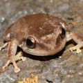 Coqui (Eleutherodactylus coqui)